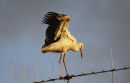 White Stork (Ciconia ciconia) Juv