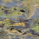 White-tailed Skimmers (Orthetrum albistylum)