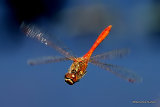Vagrant Darter (Sympetrum vulgatum) M