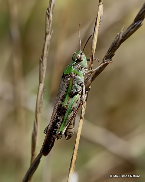 Long-winged Grasshopper (Aiolopus t. thalassinus) M
