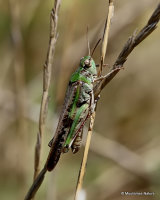 Long-winged Grasshopper (Aiolopus t. thalassinus) M