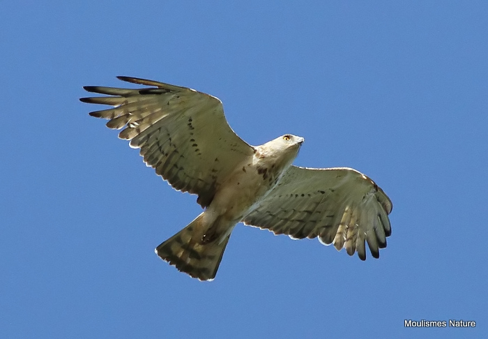 Short-toed Eagle (Circaetus gallicus) Imm