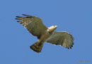 Short-toed Eagle (Circaetus gallicus) Imm
