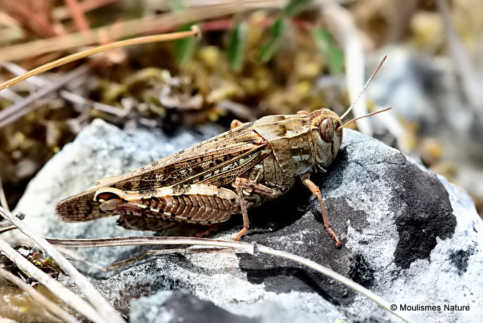 Italian Locust (Calliptamus i. italicus) F