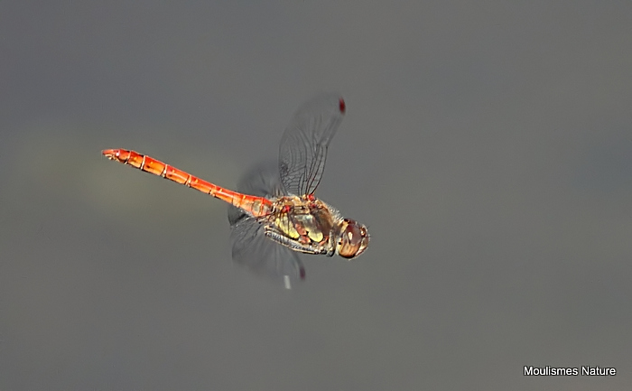 Common Darter (Sympetrum striolatum) M