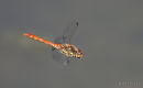 Common Darter (Sympetrum striolatum) M