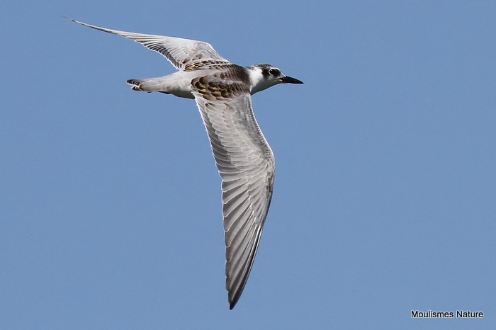 Chlidonias hybridus juv