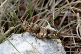 Blue-winged Grasshopper (Oedipoda c. caerulescens) F