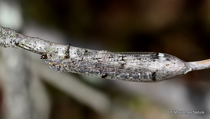 Antlion sp. Distoleon tetragrammicus
