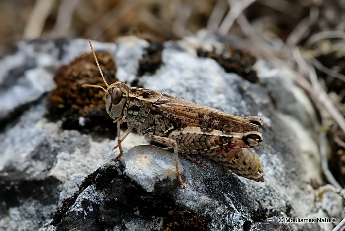 Barbarian Grasshopper (Calliptamus b. barbarus) F