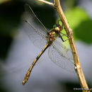 Orange-spotted Emerald (Oxygastra curtisii) M