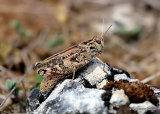 Barbarian Grasshopper (Calliptamus b. barbarus) F