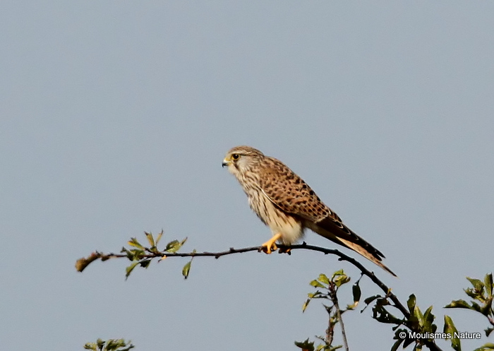 Common Kestrel (Falco tinnunculus) M-Juv