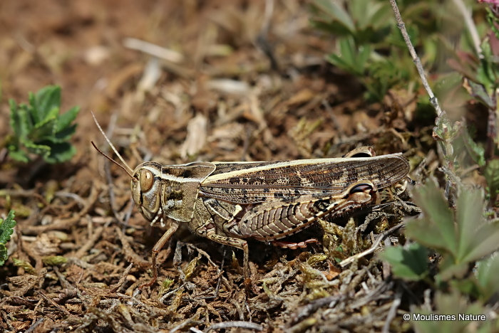 Italian Locust (Calliptamus i. italicus) M