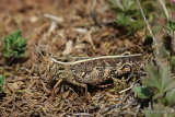Italian Locust (Calliptamus i. italicus) M
