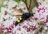 Scolia hirta (Hairy Flower Wasp)