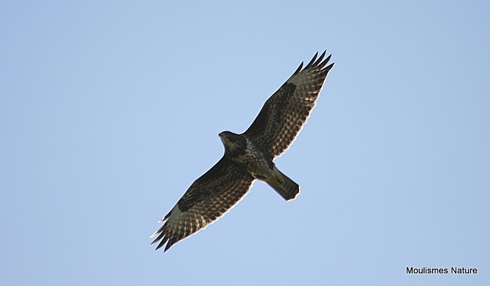 Buteo buteo juv