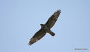 Buteo buteo juv
