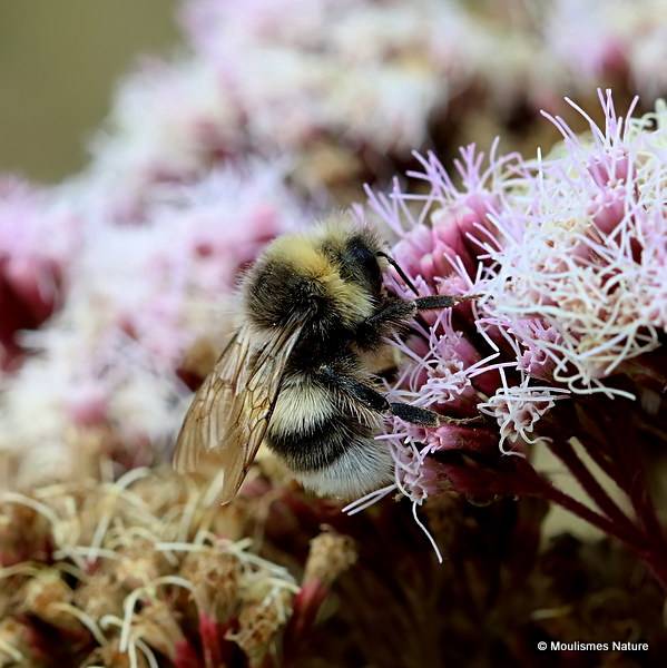 Garden bumblebee (Bombus hortorum) M