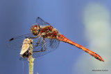 Common Darter (Sympetrum striolatum) M