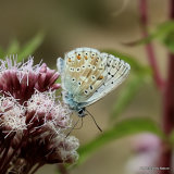 Chalk-hill Blue (Lysandra coridon) M