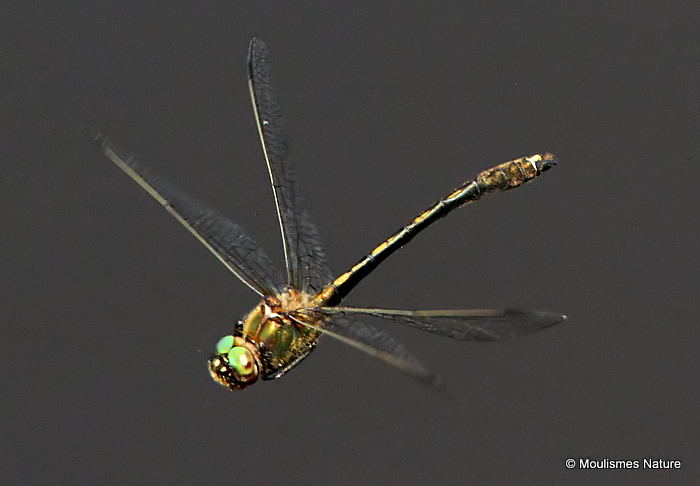 Orange-spotted Emerald (Oxygastra curtisii) M