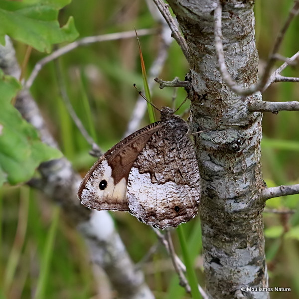 Woodland Grayling (Hipparchia fagi)