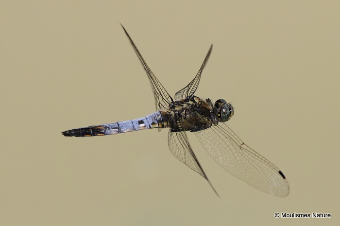 Black-tailed Skimmer (Orthetrum cancellatum) M