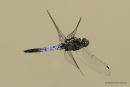 Black-tailed Skimmer (Orthetrum cancellatum) M