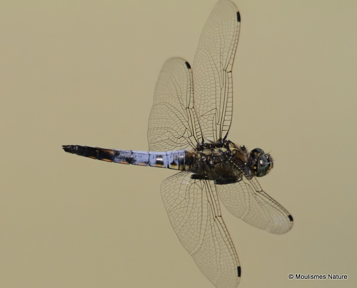 Black-tailed Skimmer (Orthetrum cancellatum) M