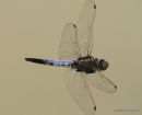 Black-tailed Skimmer (Orthetrum cancellatum) M