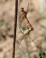 Southern Darters (Sympetrum meridionale)