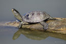 European Pond Terrapin (Emys orbicularis) M