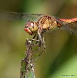 Southern Darter (Sympetrum meridionale) M