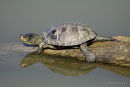European Pond Terrapin (Emys orbicularis) M