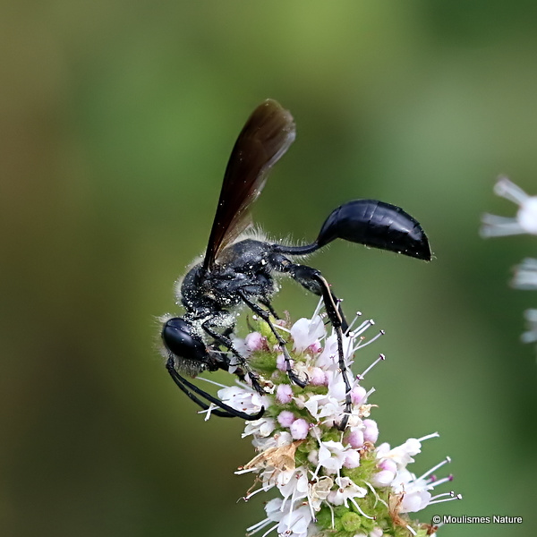 Isodontia mexicana (Grass-carrying Wasp)