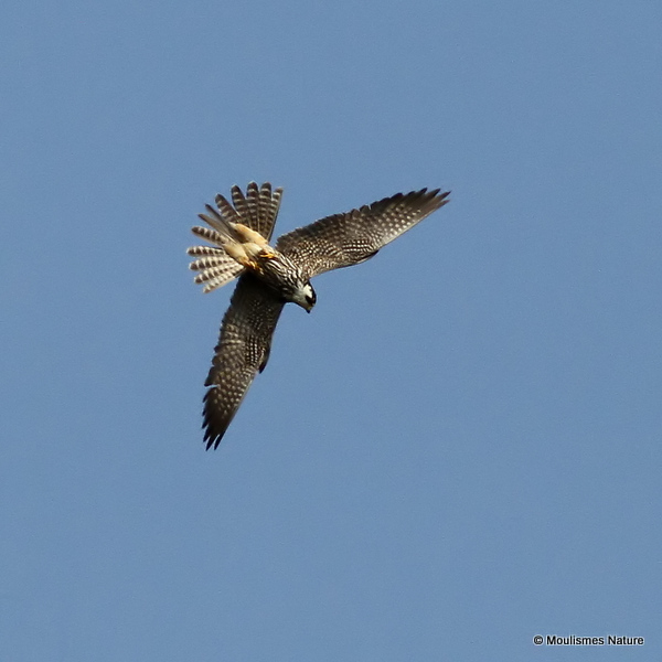 Falco subbuteo juv