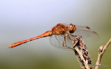 Southern Darter (Sympetrum meridionale) M, Sympetrum meridional