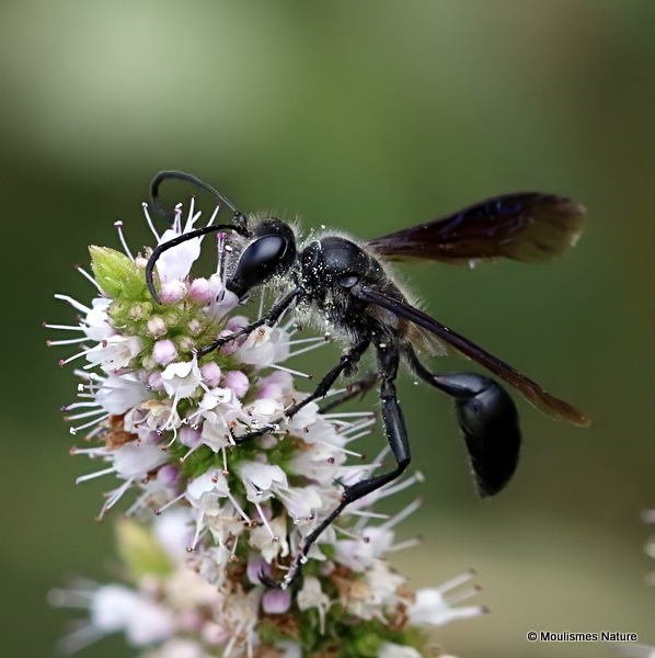 Isodontia mexicana (Grass-carrying Wasp)