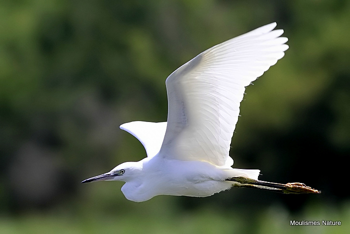 Little Egret (Egretta garzetta)