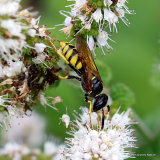 Philanthus triangulum (Bee-Wolf)