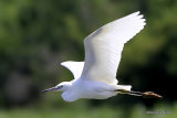 Little Egret (Egretta garzetta)