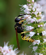 Philanthus triangulum (Bee-Wolf)