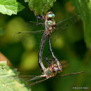 Orange-spotted Emeralds (Oxygastra curtisii)