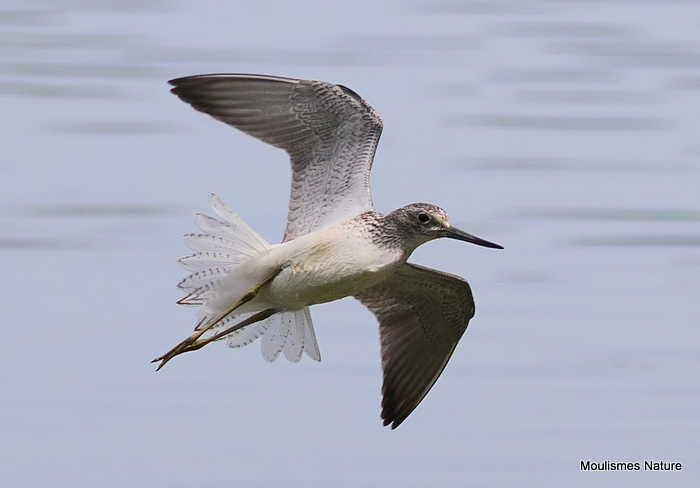 Common Greenshank (Tringa nebularia)