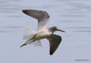 Common Greenshank (Tringa nebularia)