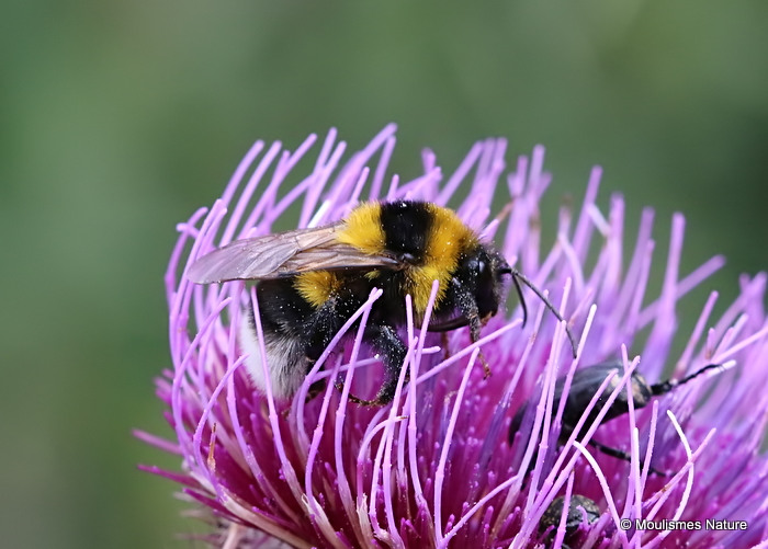 Large Garden Bumblebee (Bombus ruderatus)