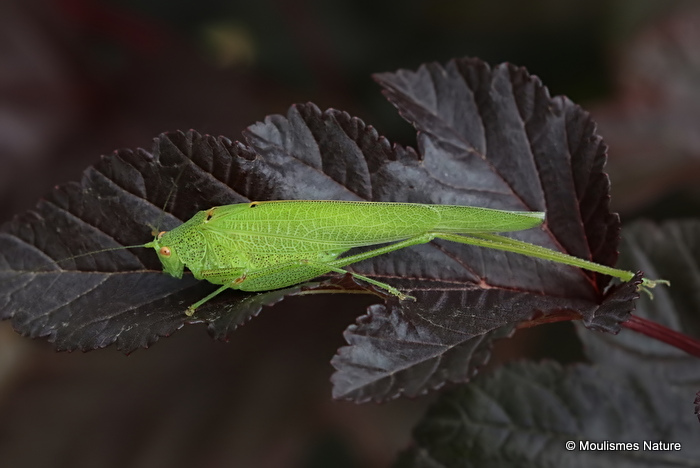 Sickle-bearing Bush-cricket (Phaneroptera falcata)