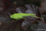 Sickle-bearing Bush-cricket (Phaneroptera falcata)