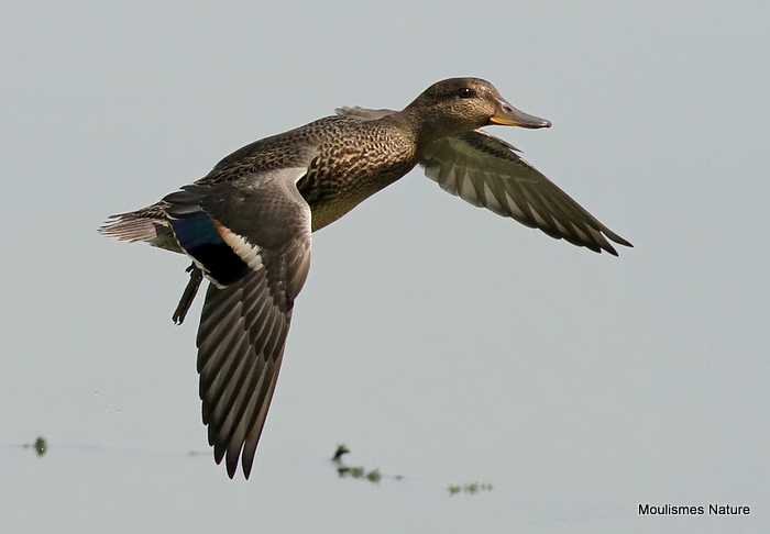 Common Teal (Anas crecca), Sarcelle d'hiver
